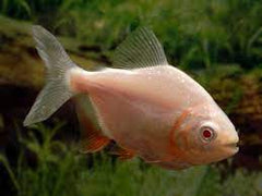 Pacu Red Albino - petkiosklive