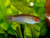 Goby Peacock Gudgeon