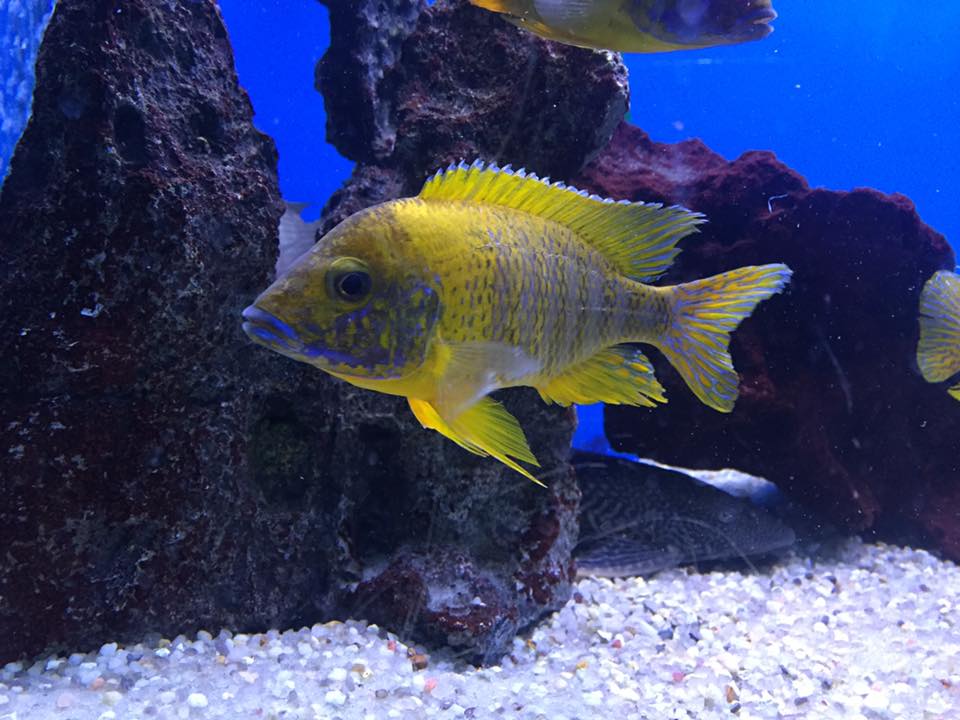 Peacock Yellow Baenschi