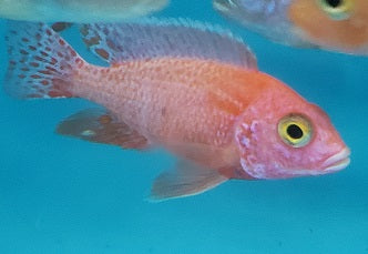 Peacock Firefish