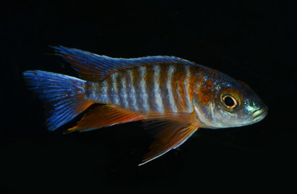 Peacock Jacobfreibergi Red