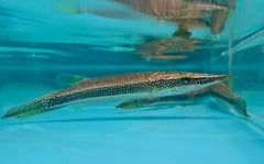 Crocodile Pike