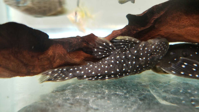 Pleco Peppermint
