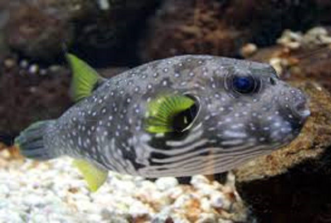 Puffers Star And Stripes Bali