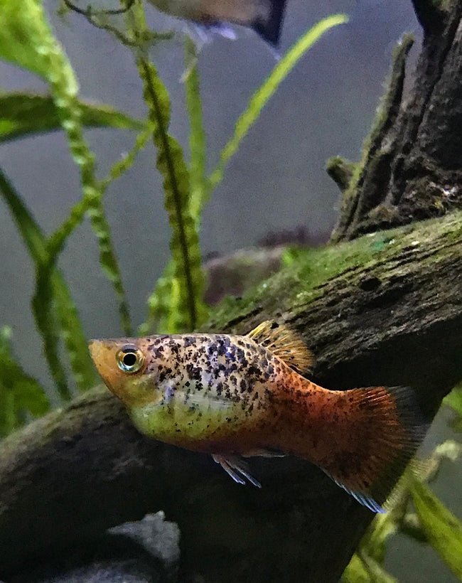 Platy Blue Coral