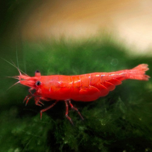 Shrimp Super Red Cherry - petkiosklive