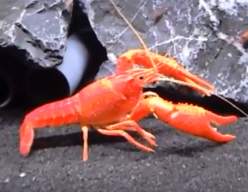 Lobster Neon Orange