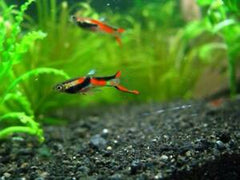 Endler'S Assortment Pair - petkiosklive