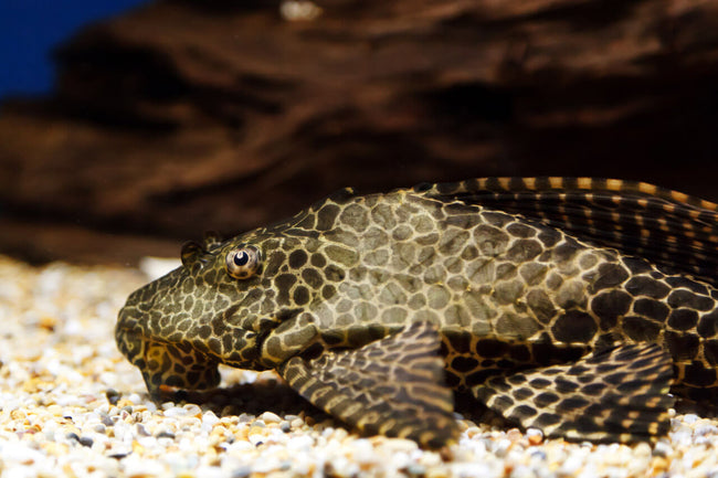 Pleco Gibbaceps