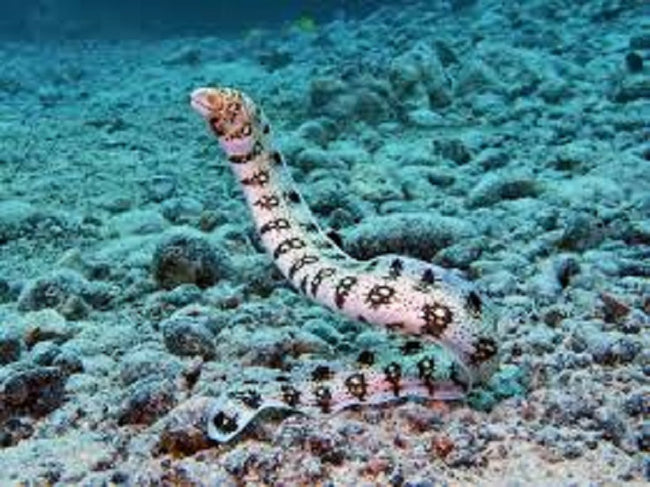 Eels Snowflake moray