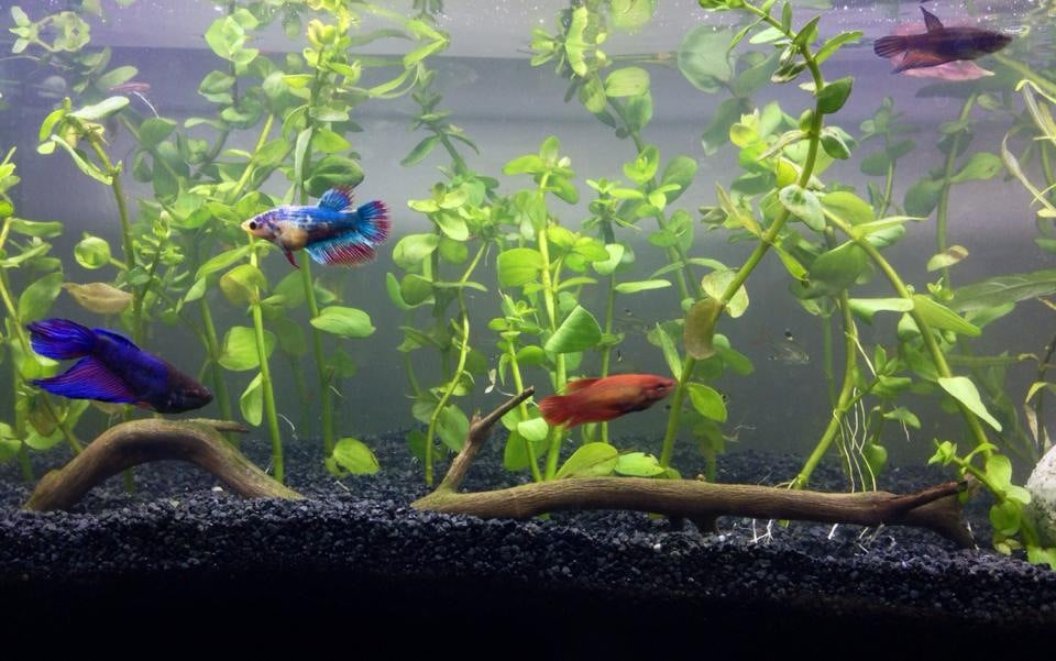 Betta Female - petkiosklive