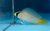 Pseudochromis Splendid Bali