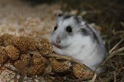 Hamster Chinese Snowflake - petkiosklive