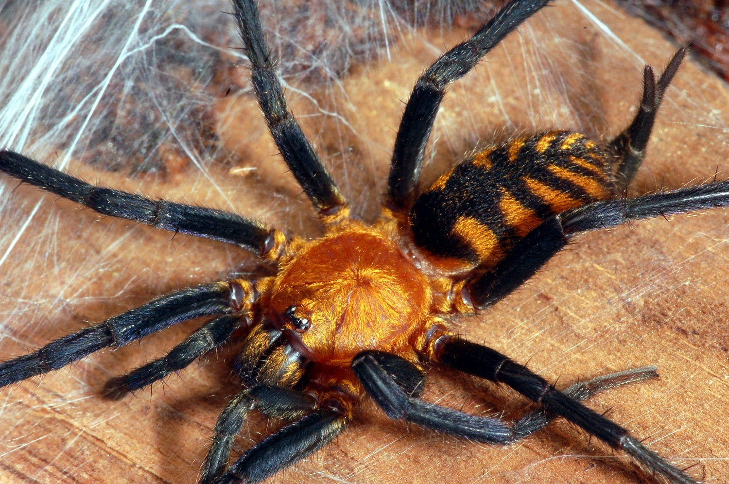 Tiger Rump Tarantula - petkiosklive