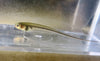 Knifefish Transparent