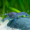Crayfish Blue Mexican Dwarf