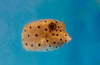Boxfish Cubic