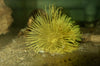 Feather Duster Yellow