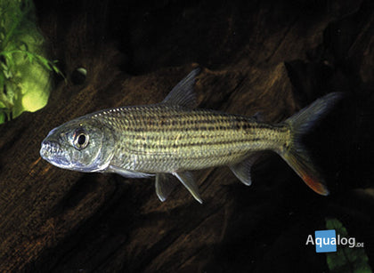 African Tiger Fish Hydro Vitti - petkiosklive