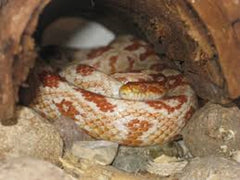 Albino Corn Snake - petkiosklive