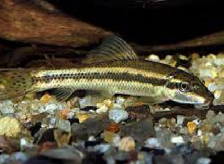 Algae Eater