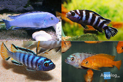 AFRICAN CICHLIDS ASST TRAN - petkiosklive